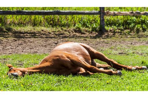 can horses lie down
